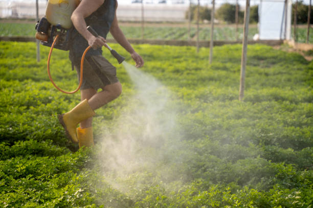 Best Pest Removal Services  in San Ysidro, NM
