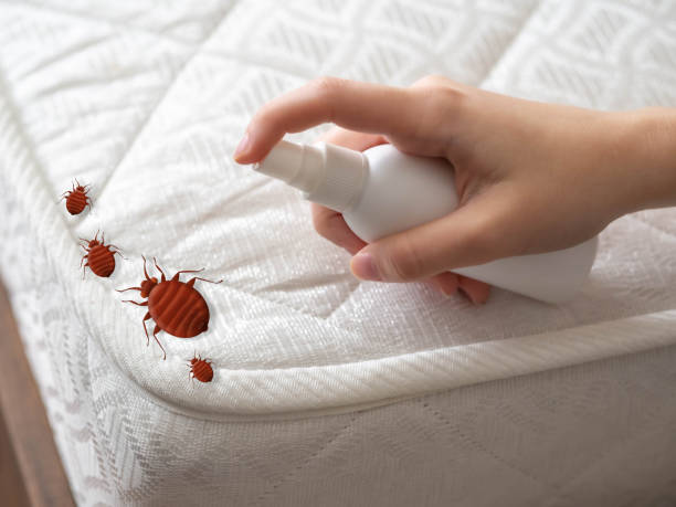 Best Pest Inspection Near Me  in San Ysidro, NM
