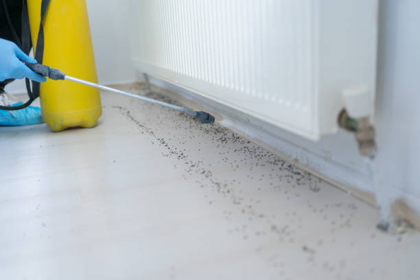 Wasp Removal Services in San Ysidro, NM
