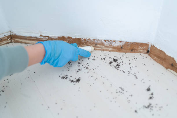 Professional Pest Control in San Ysidro, NM