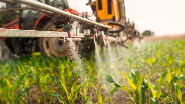 Best Ant Control Services  in San Ysidro, NM
